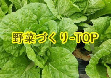 里山の野菜づくり – TOP